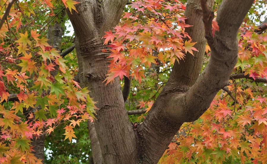 Tronco y ramas de un arce con follaje de otoño