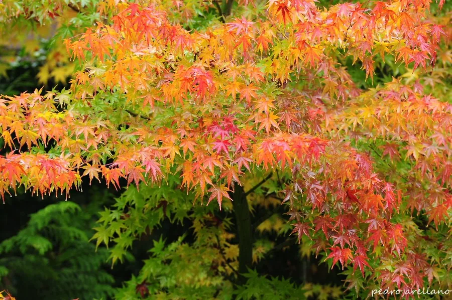Arce japonés de follaje naranja y rojo en un jardín