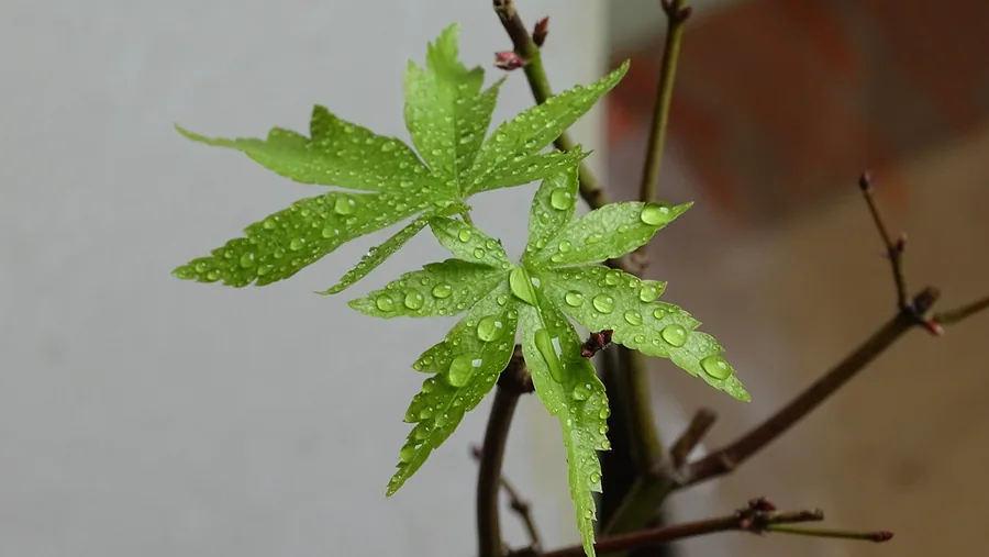 Hoja verde de arce japonés con gotas de agua