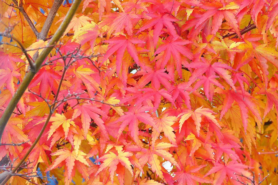 Follaje de arce japonés en tonos rojos de otoño
